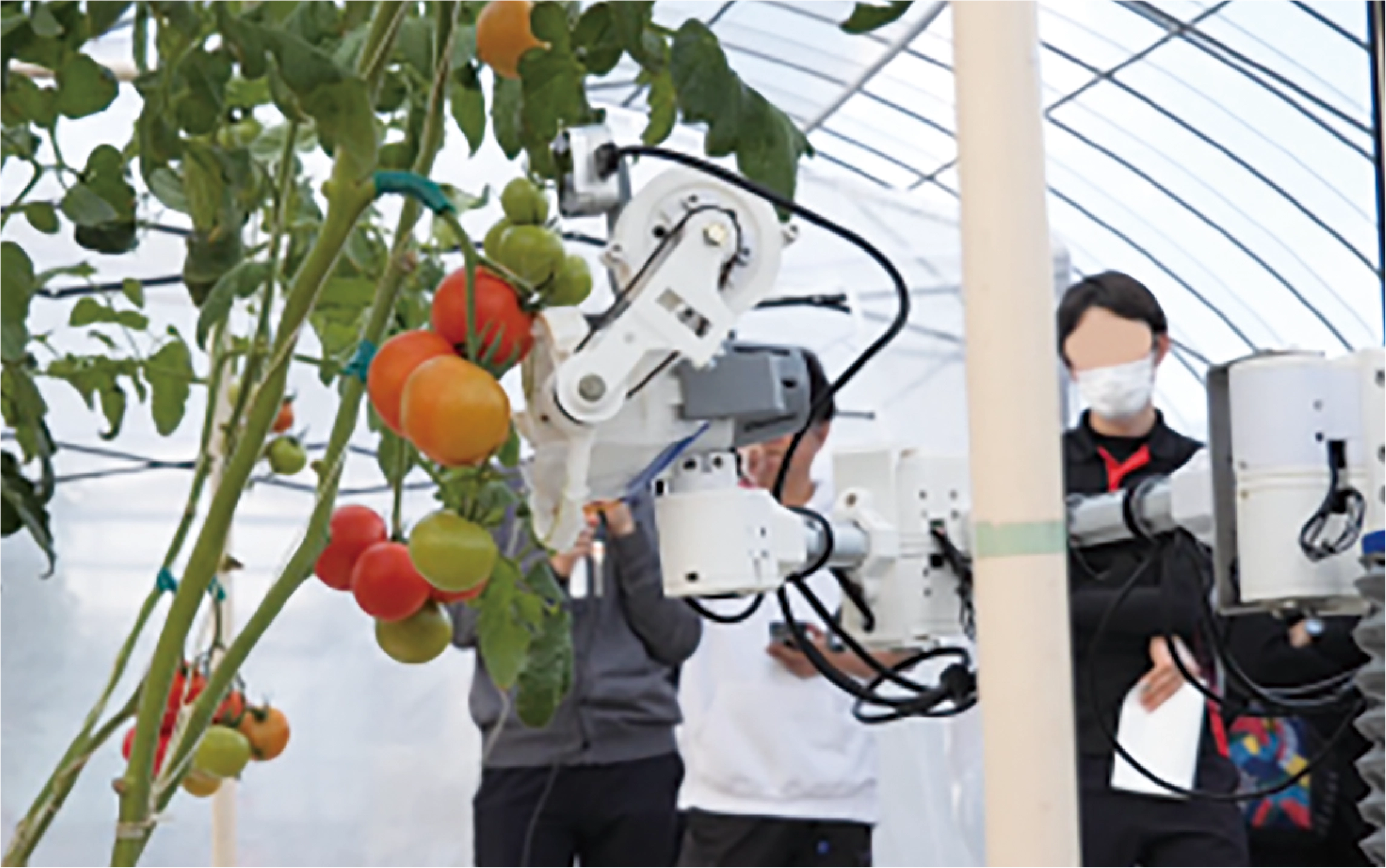ロボットでトマトを収穫しよう！